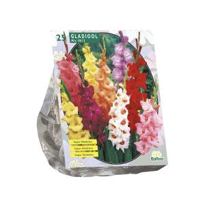 Baltus Gladiolen Gemengd bloembollen per 25 stuks